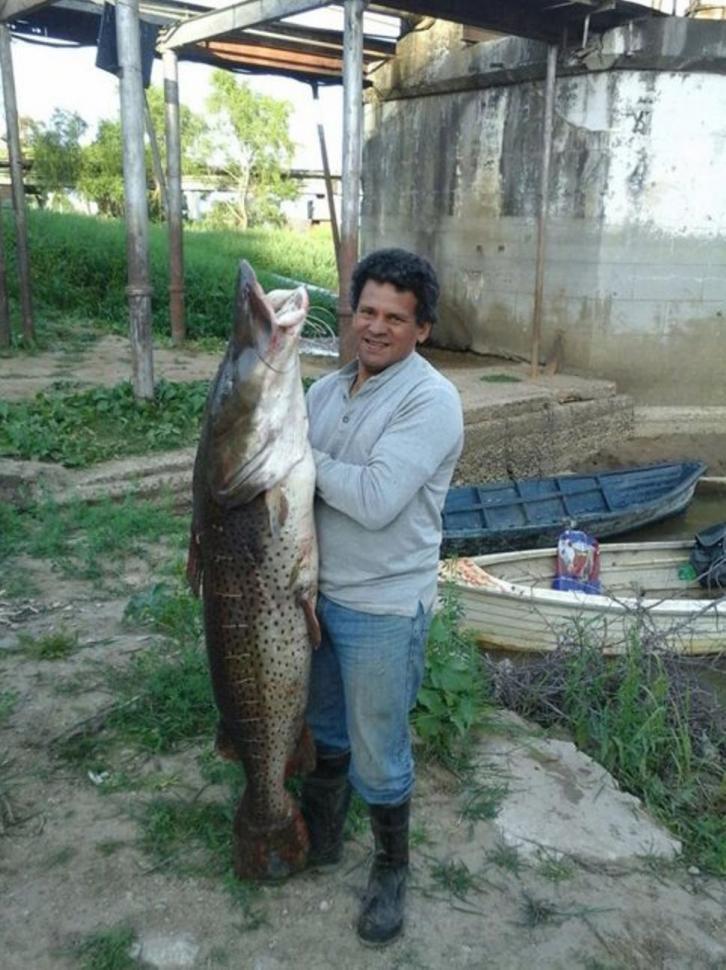 Pescó un surubí de 53 kilos en el río Paraná LA GACETA Salta