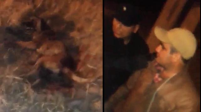El perrito y el agresor siendo detenido. Imágenes tomadas por los vecinos