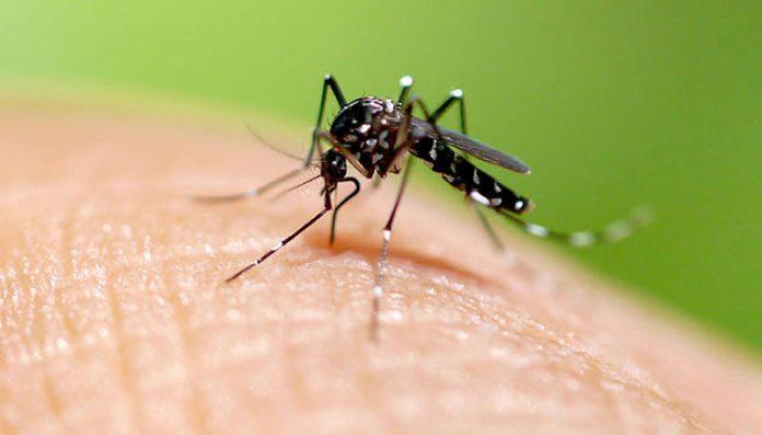 Se sumaron cuatro nuevos casos de dengue en Tartagal