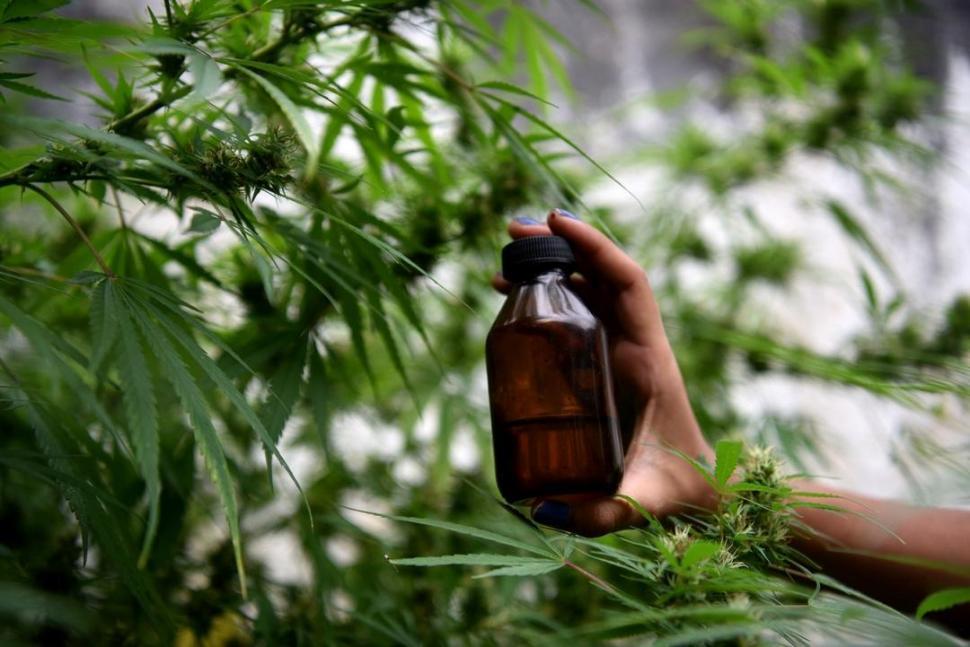 En Salta revocaron el fallo que autorizaba el autocultivo de cannabis para uso medicinal